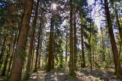 Low angle view of bamboo trees in forest