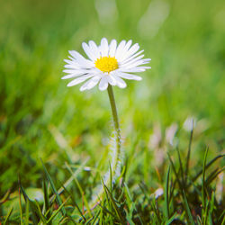 Close-up of white daisy blooming outdoors