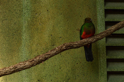 Close-up of parrot perching on tree