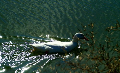 Swan swimming in lake