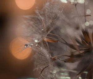 Close-up of water drops on dandelion