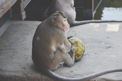 View of a dog with ball