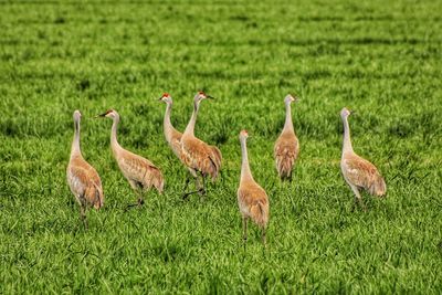 Rear view of birds on grass