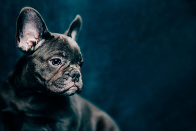 Portrait of a dog looking away