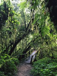 Footpath amidst trees in forest