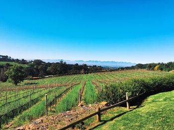 Scenic view of vineyard against clear blue sky