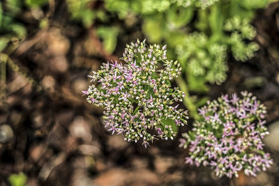 Close-up of purple flowering plant