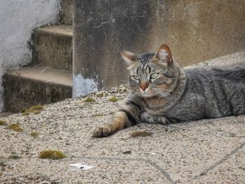 Portrait of cat sitting on footpath