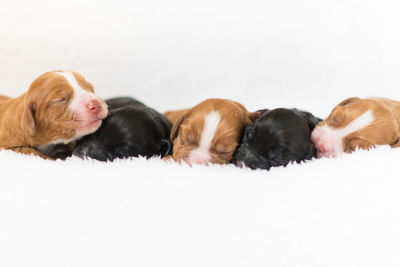 Close-up of cute puppies sleeping on blanket against white background