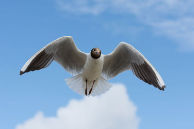 Low angle view of bird flying against sky