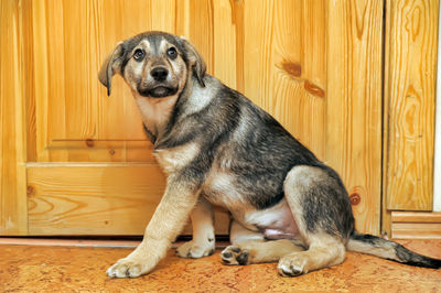 Close-up of dog sitting on wooden floor