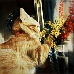 Close-up of squirrel