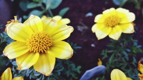 Close-up of yellow flower