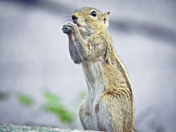 Close-up of squirrel