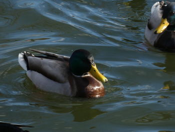 High angle view of mallard duck swimming in lake