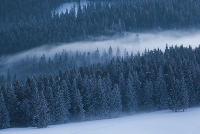 Winter landscape from rodnei mountains. foggy mornings with pine trees in the frozen national park.