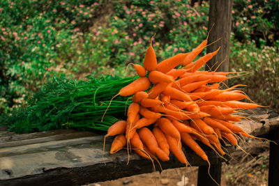 Close-up of orange leaf