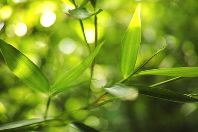 Close-up of plant growing on field