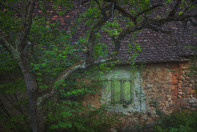 Ivy growing on old building