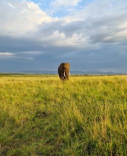 Wild elephants in the bushveld of africa on a sunny day