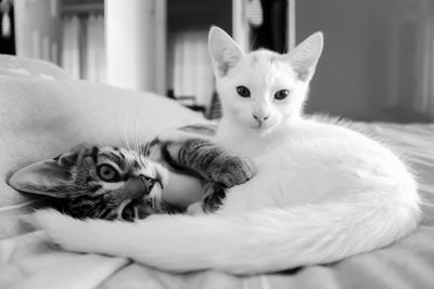 Close-up portrait of cat relaxing on bed at home