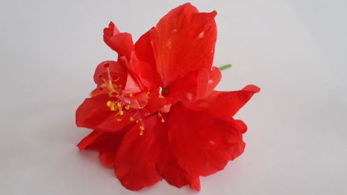 Close-up of red flower against white background