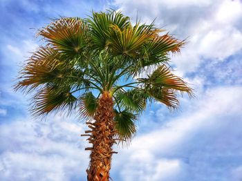 Low angle view of palm tree against sky