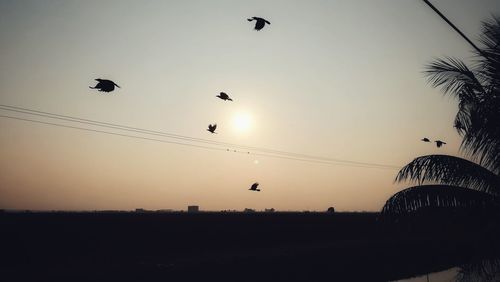 Low angle view of silhouette birds flying against clear sky
