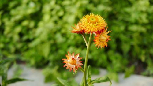 Close-up of orange flowering plant