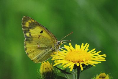 Close-up of butterfly pollinating on yellow flower