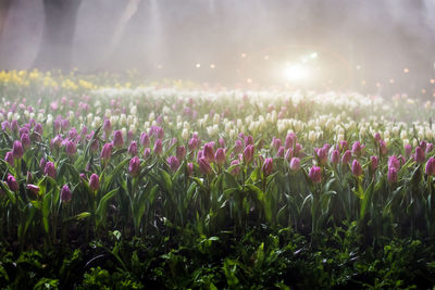 Purple flowering plants on field against bright sun