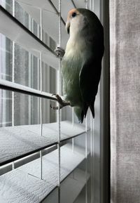 Close-up of bird perching