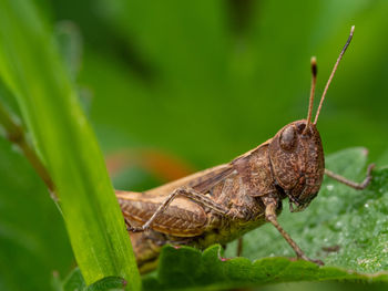 Close-up of grasshopper insect on plant 