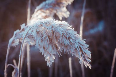 Close-up of frozen plant during winter