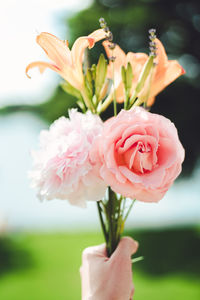 Close-up of pink rose flower