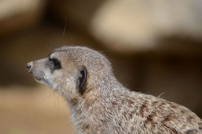 Side view of meerkat