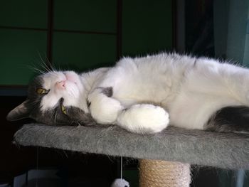 Close-up of cat lying on floor