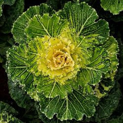 High angle view of flowering plant