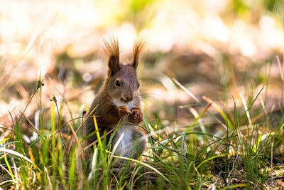 Close-up of squirrel on rock