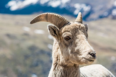 Close-up of goat