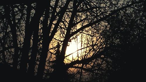 Silhouette of bare trees against sky at sunset