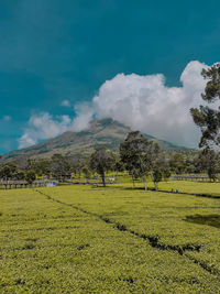 Scenic view of field against sky