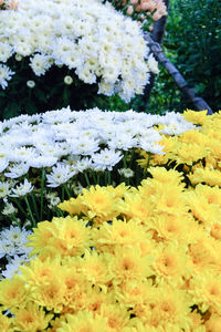 Close-up of white daisy flowers