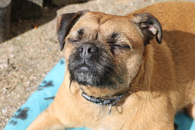 Close-up portrait of a dog