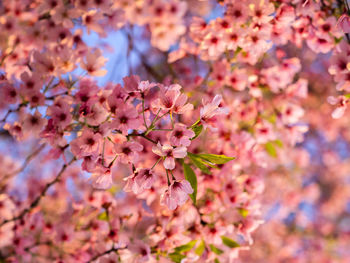Close-up of pink cherry blossom tree