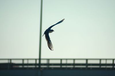 Bird flying against sky