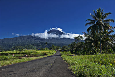 Road amidst plants and trees against sky