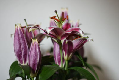 Close-up of purple flowers