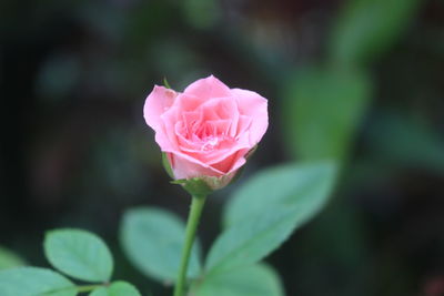 Close-up of pink rose