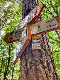 Low angle view of information sign on tree trunk